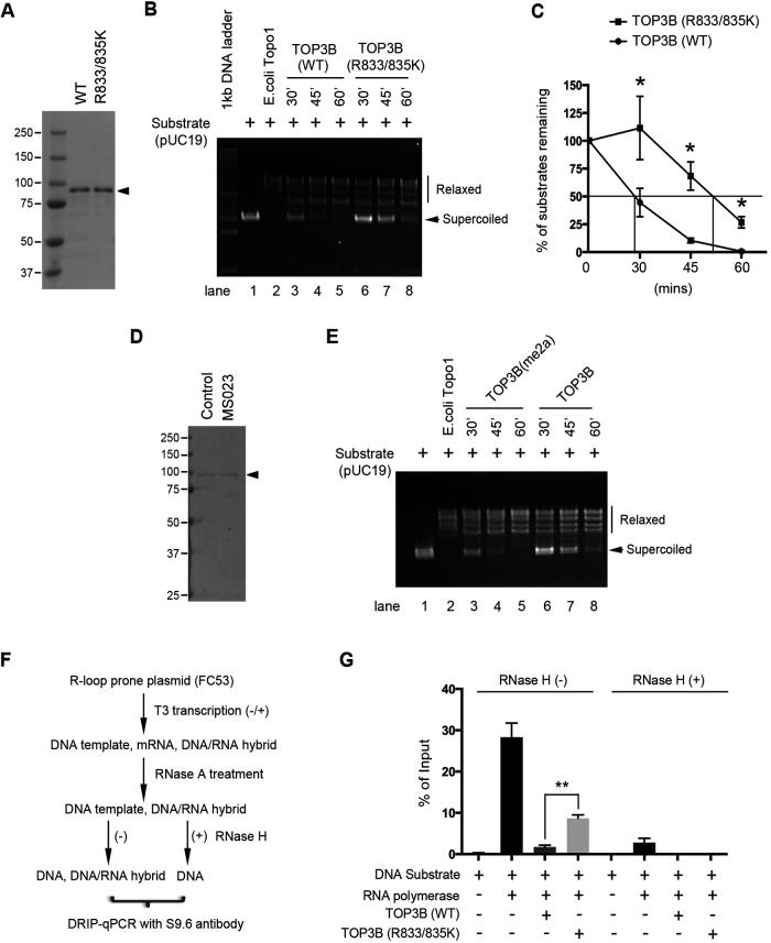 https://cdn.ncbi.nlm.nih.gov/pmc/blobs/1009/5888246/7575c51c0b63/gky103fig3.jpg