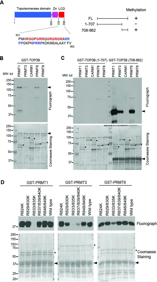 https://cdn.ncbi.nlm.nih.gov/pmc/blobs/1009/5888246/cc676ec501a8/gky103fig1.jpg