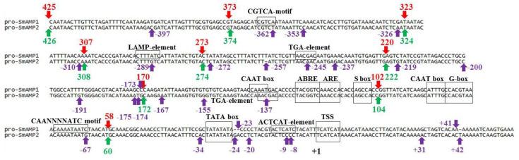 https://cdn.ncbi.nlm.nih.gov/pmc/blobs/104b/7760760/5f9ea02de527/genes-11-01407-g002.jpg
