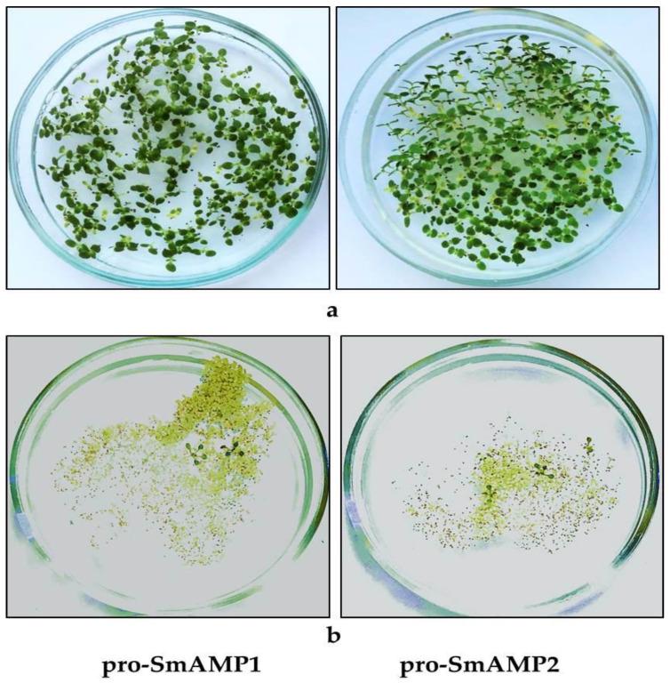 https://cdn.ncbi.nlm.nih.gov/pmc/blobs/104b/7760760/b20d442c047d/genes-11-01407-g004.jpg