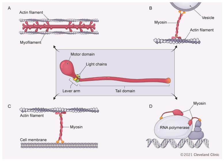 https://cdn.ncbi.nlm.nih.gov/pmc/blobs/1082/7916823/38c938c232f4/cancers-13-00741-g001.jpg