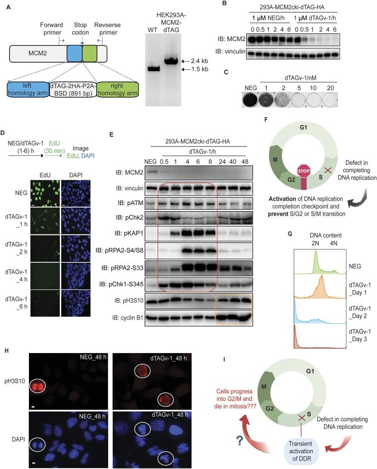 https://cdn.ncbi.nlm.nih.gov/pmc/blobs/1091/11707533/4cccf50d20e7/gkae1311fig1.jpg