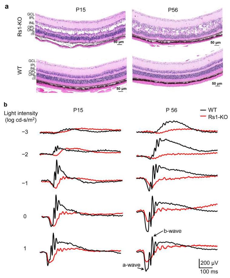 https://cdn.ncbi.nlm.nih.gov/pmc/blobs/10b3/9321393/e01ed05c07c8/cells-11-02150-g001.jpg