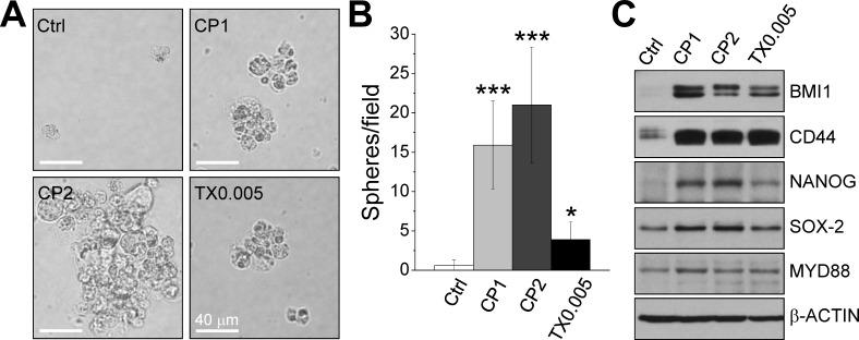 https://cdn.ncbi.nlm.nih.gov/pmc/blobs/10cd/4385856/1422e2929be9/oncotarget-06-2349-g002.jpg