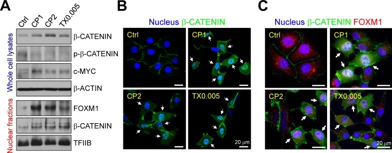 https://cdn.ncbi.nlm.nih.gov/pmc/blobs/10cd/4385856/35aaec309374/oncotarget-06-2349-g007.jpg