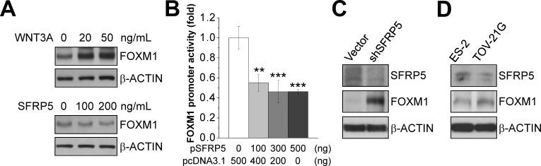 https://cdn.ncbi.nlm.nih.gov/pmc/blobs/10cd/4385856/88c839e16786/oncotarget-06-2349-g009.jpg