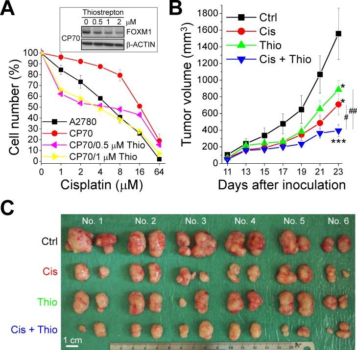 https://cdn.ncbi.nlm.nih.gov/pmc/blobs/10cd/4385856/9de7fc20a7ce/oncotarget-06-2349-g010.jpg