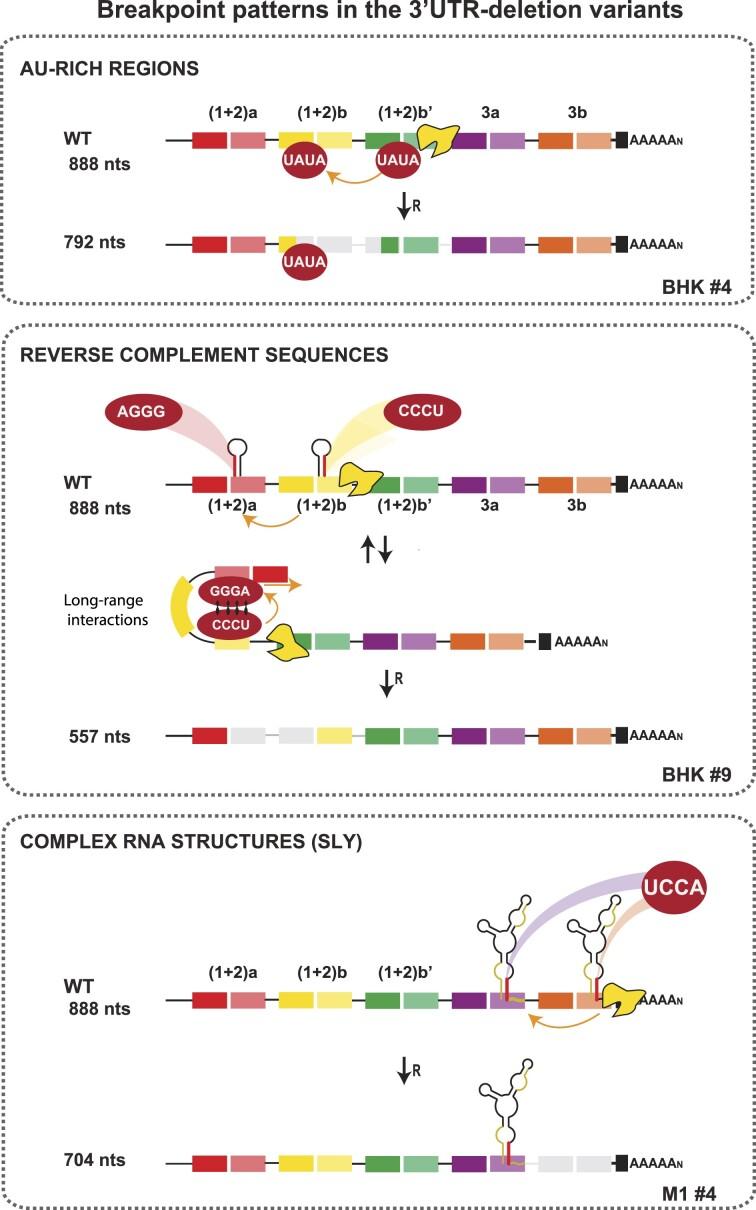 https://cdn.ncbi.nlm.nih.gov/pmc/blobs/10e7/11381336/f1079598879c/gkae650fig4.jpg