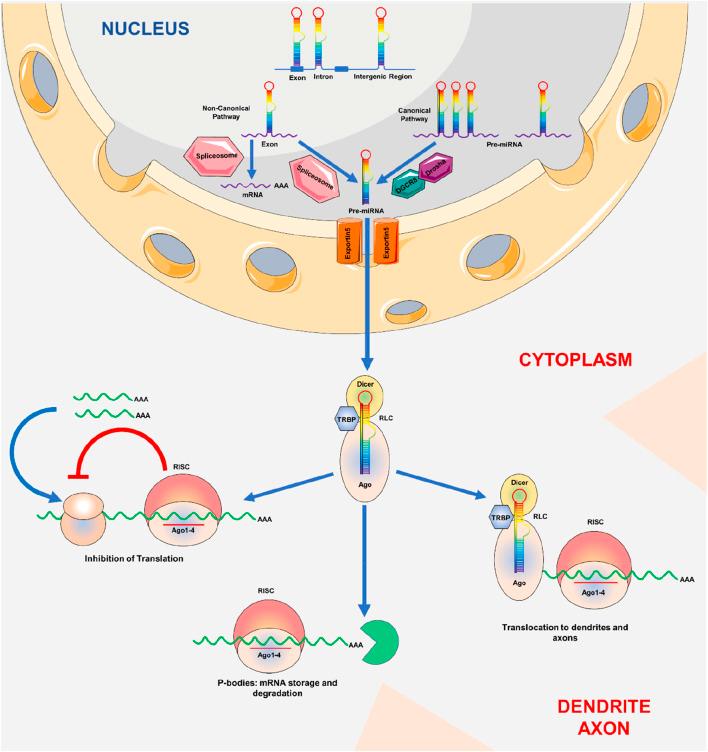 https://cdn.ncbi.nlm.nih.gov/pmc/blobs/10ea/12325205/38da970a9746/fphar-16-1613844-g001.jpg
