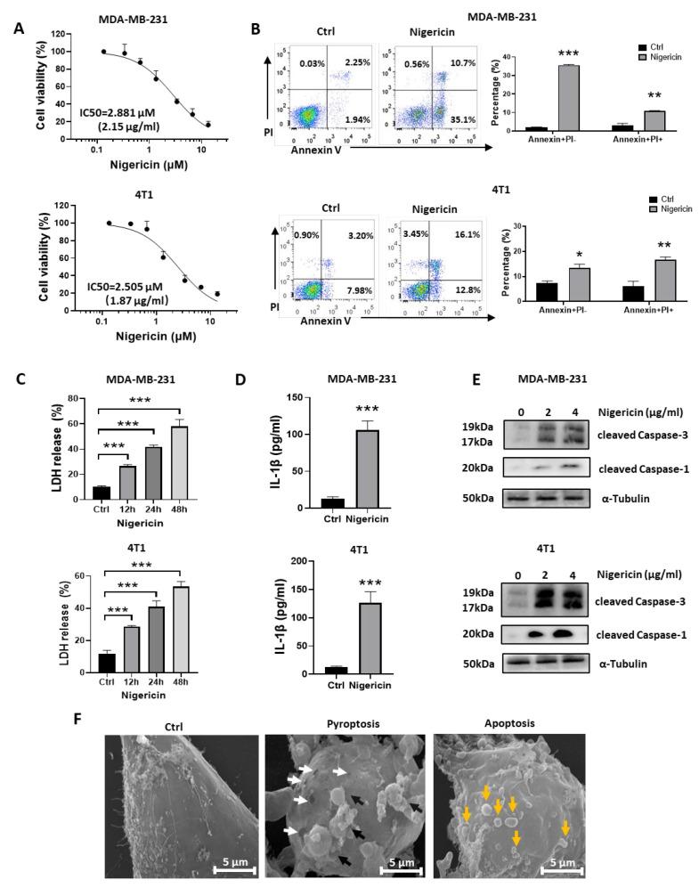 https://cdn.ncbi.nlm.nih.gov/pmc/blobs/112a/10296105/cc331e35144c/cancers-15-03221-g001.jpg