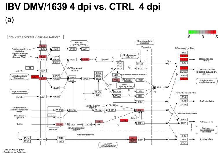 https://cdn.ncbi.nlm.nih.gov/pmc/blobs/1151/11053446/1a143cc1338c/viruses-16-00605-g010a.jpg