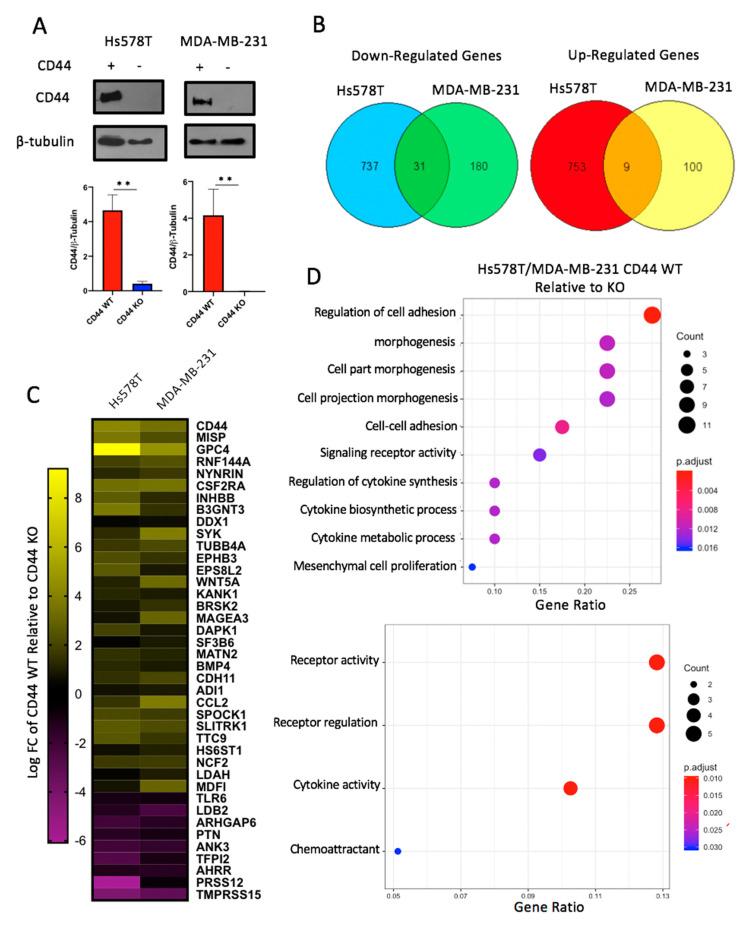 https://cdn.ncbi.nlm.nih.gov/pmc/blobs/11ae/7281239/8eac8868cfbf/cancers-12-01325-g003.jpg