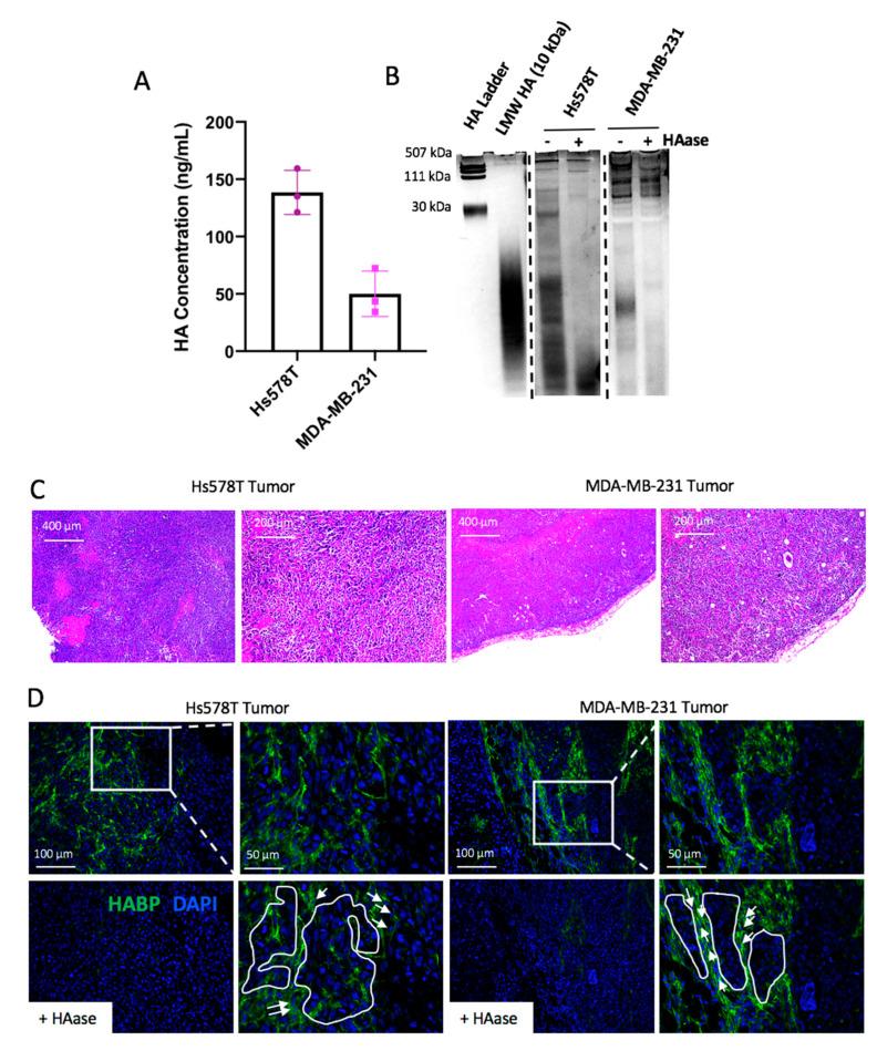 https://cdn.ncbi.nlm.nih.gov/pmc/blobs/11ae/7281239/e9c80bb36fe4/cancers-12-01325-g002.jpg