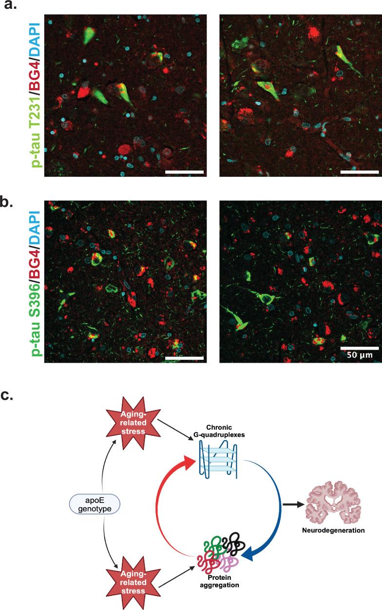 https://cdn.ncbi.nlm.nih.gov/pmc/blobs/1200/11850002/076722174684/elife-105446-fig4.jpg