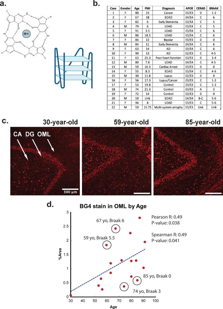 https://cdn.ncbi.nlm.nih.gov/pmc/blobs/1200/11850002/44f1d8e97e1d/elife-105446-fig1.jpg