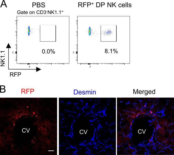 https://cdn.ncbi.nlm.nih.gov/pmc/blobs/1208/9014794/762501cf3838/JEM_20212414_FigS3.jpg
