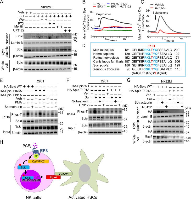 https://cdn.ncbi.nlm.nih.gov/pmc/blobs/1208/9014794/8a839b43bf6f/JEM_20212414_Fig7.jpg