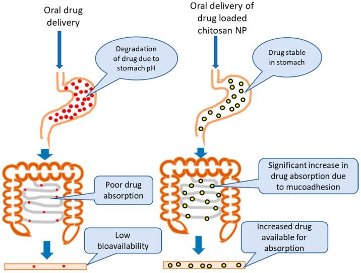 https://cdn.ncbi.nlm.nih.gov/pmc/blobs/1231/5750659/c9f2cbd7ff2e/pharmaceutics-09-00053-g005.jpg
