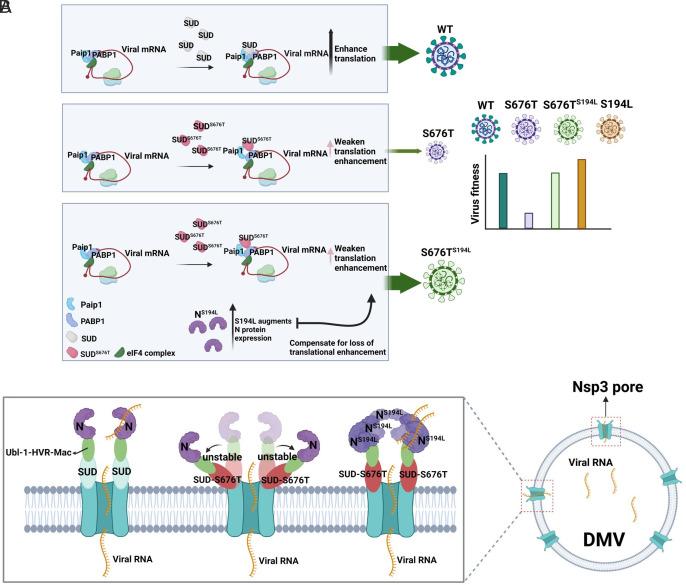 https://cdn.ncbi.nlm.nih.gov/pmc/blobs/123a/10400999/3f42d0714548/pnas.2305674120fig07.jpg