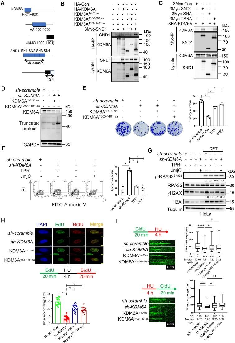 https://cdn.ncbi.nlm.nih.gov/pmc/blobs/1262/11260493/8280c27298dd/gkae487fig5.jpg