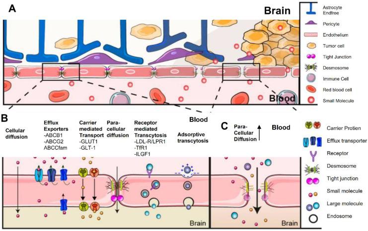 https://cdn.ncbi.nlm.nih.gov/pmc/blobs/1269/12204080/8ec98aa42265/thnov15p7090g006.jpg
