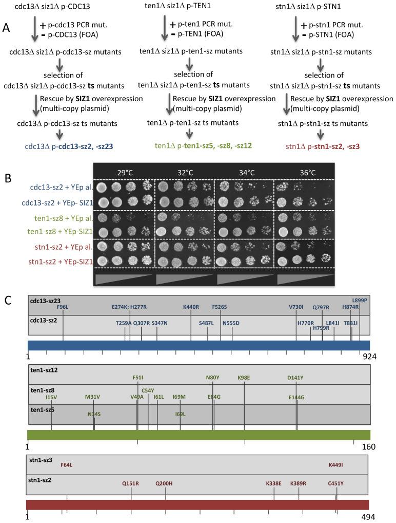 https://cdn.ncbi.nlm.nih.gov/pmc/blobs/126a/11475793/7d0d94dbdb73/cells-13-01605-g001.jpg