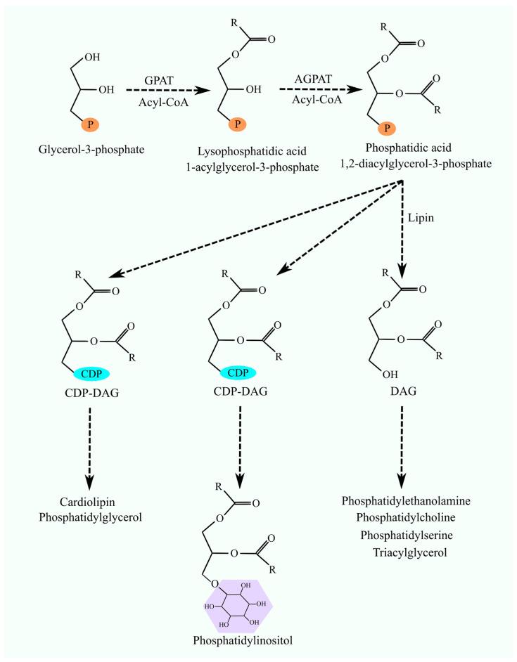 https://cdn.ncbi.nlm.nih.gov/pmc/blobs/1279/11171337/dced45e02787/cancers-16-02115-g001.jpg
