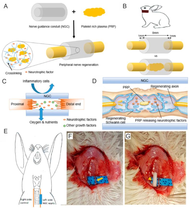 https://cdn.ncbi.nlm.nih.gov/pmc/blobs/1288/10855389/4c748f0041dd/ijms-25-01525-g006.jpg
