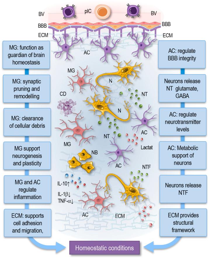 https://cdn.ncbi.nlm.nih.gov/pmc/blobs/12bb/11720143/d6cc8bf2506b/cells-14-00054-g004.jpg