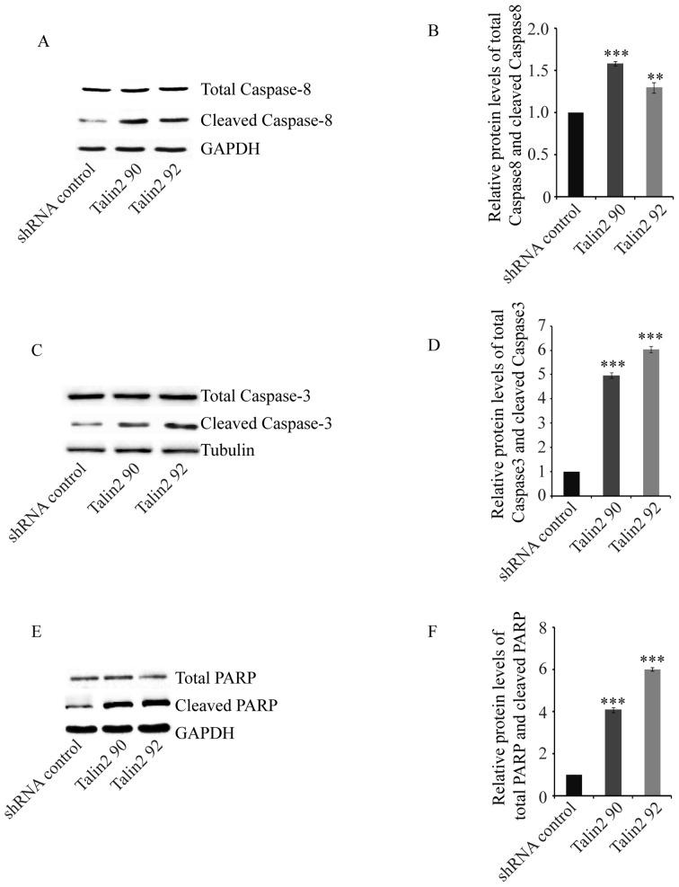 https://cdn.ncbi.nlm.nih.gov/pmc/blobs/12de/6006181/246327a2569c/ol-16-01-0285-g03.jpg