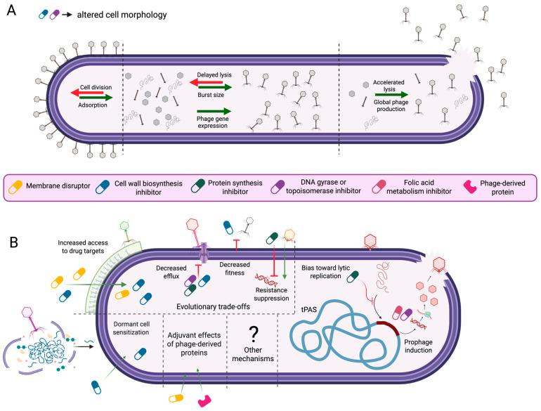 https://cdn.ncbi.nlm.nih.gov/pmc/blobs/12e3/12190067/14ad735bcf8c/antibiotics-14-00545-g001.jpg