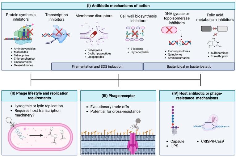 https://cdn.ncbi.nlm.nih.gov/pmc/blobs/12e3/12190067/1a20a047925b/antibiotics-14-00545-g003.jpg