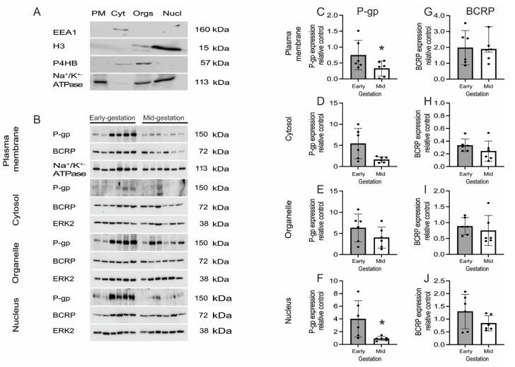 https://cdn.ncbi.nlm.nih.gov/pmc/blobs/12f4/9323234/a2596fc24a73/cells-11-02259-g006.jpg