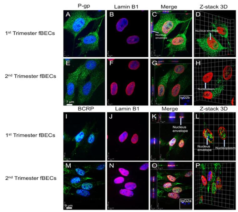 https://cdn.ncbi.nlm.nih.gov/pmc/blobs/12f4/9323234/e674373b9cae/cells-11-02259-g005.jpg