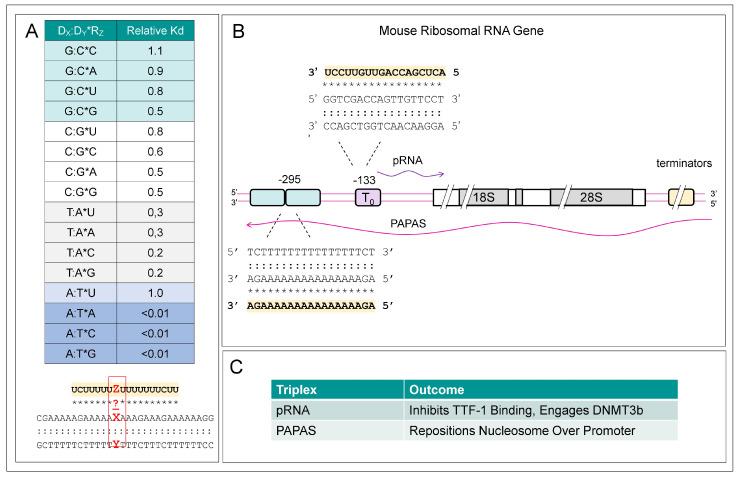 https://cdn.ncbi.nlm.nih.gov/pmc/blobs/130f/12071334/8a1813e3b4a7/ijms-26-04032-g002.jpg