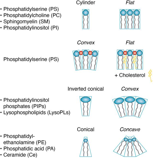 https://cdn.ncbi.nlm.nih.gov/pmc/blobs/1310/12329543/bf7a94c95576/gr3.jpg