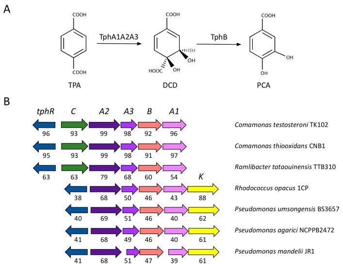 https://cdn.ncbi.nlm.nih.gov/pmc/blobs/1310/6562992/2d381a88fcae/genes-10-00373-g002.jpg