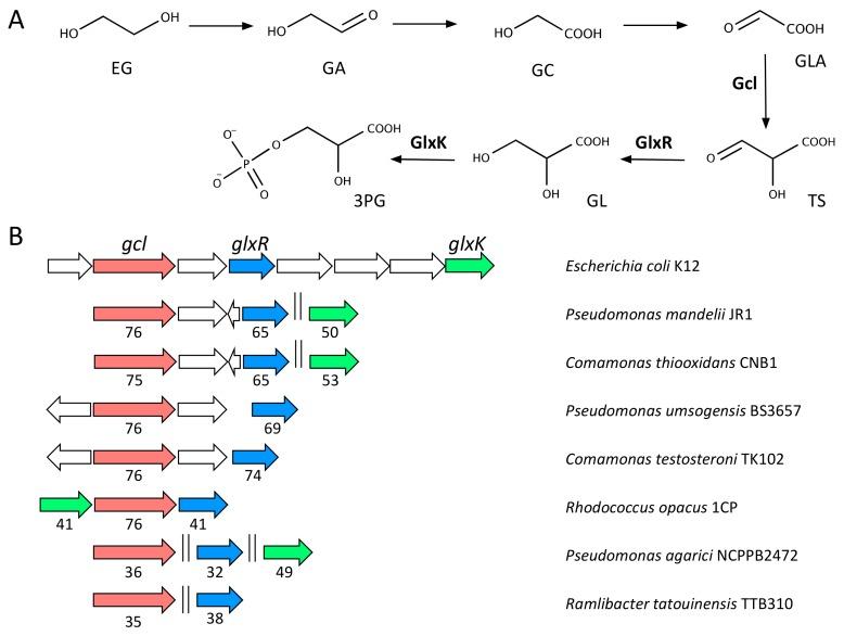 https://cdn.ncbi.nlm.nih.gov/pmc/blobs/1310/6562992/f095fd9c5e5a/genes-10-00373-g004.jpg