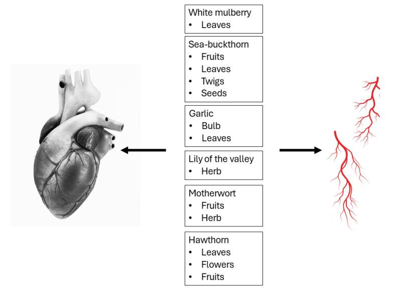 https://cdn.ncbi.nlm.nih.gov/pmc/blobs/1334/11085323/8fa5fdbe7625/nutrients-16-01313-g001.jpg
