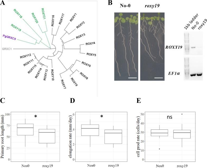 https://cdn.ncbi.nlm.nih.gov/pmc/blobs/1363/10945517/ac0727e9e794/elife-86169-fig4.jpg
