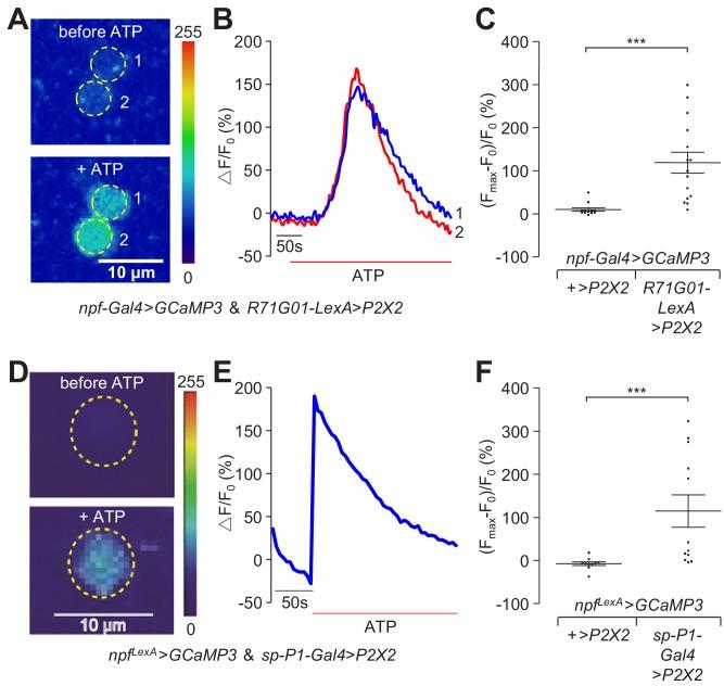 https://cdn.ncbi.nlm.nih.gov/pmc/blobs/137b/6721794/22b036f966ce/elife-49574-fig6.jpg