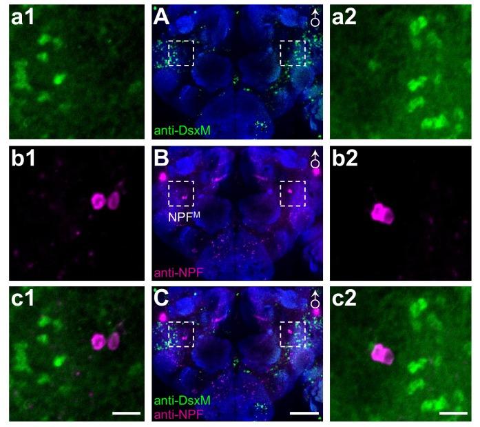 https://cdn.ncbi.nlm.nih.gov/pmc/blobs/137b/6721794/7c04639f531a/elife-49574-fig2-figsupp1.jpg