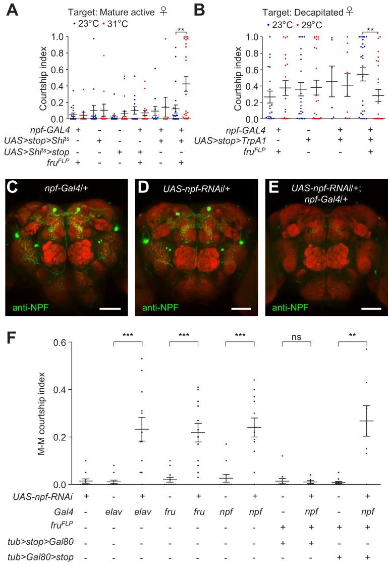 https://cdn.ncbi.nlm.nih.gov/pmc/blobs/137b/6721794/83f1ea08ae5e/elife-49574-fig4.jpg