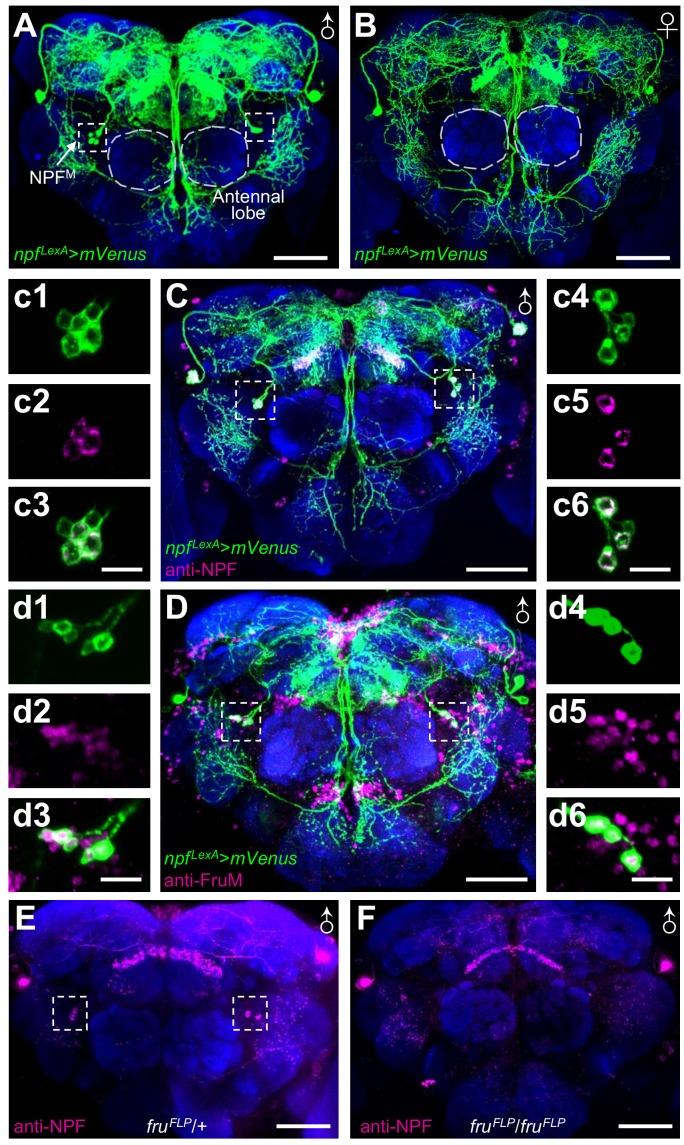https://cdn.ncbi.nlm.nih.gov/pmc/blobs/137b/6721794/8e9d9ba6ccc5/elife-49574-fig2.jpg