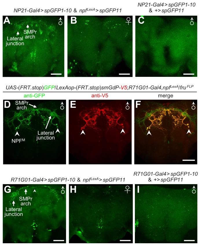 https://cdn.ncbi.nlm.nih.gov/pmc/blobs/137b/6721794/8fca6900d575/elife-49574-fig5.jpg