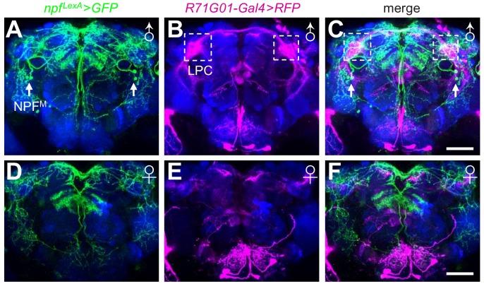 https://cdn.ncbi.nlm.nih.gov/pmc/blobs/137b/6721794/aa37558fe0c6/elife-49574-fig5-figsupp2.jpg