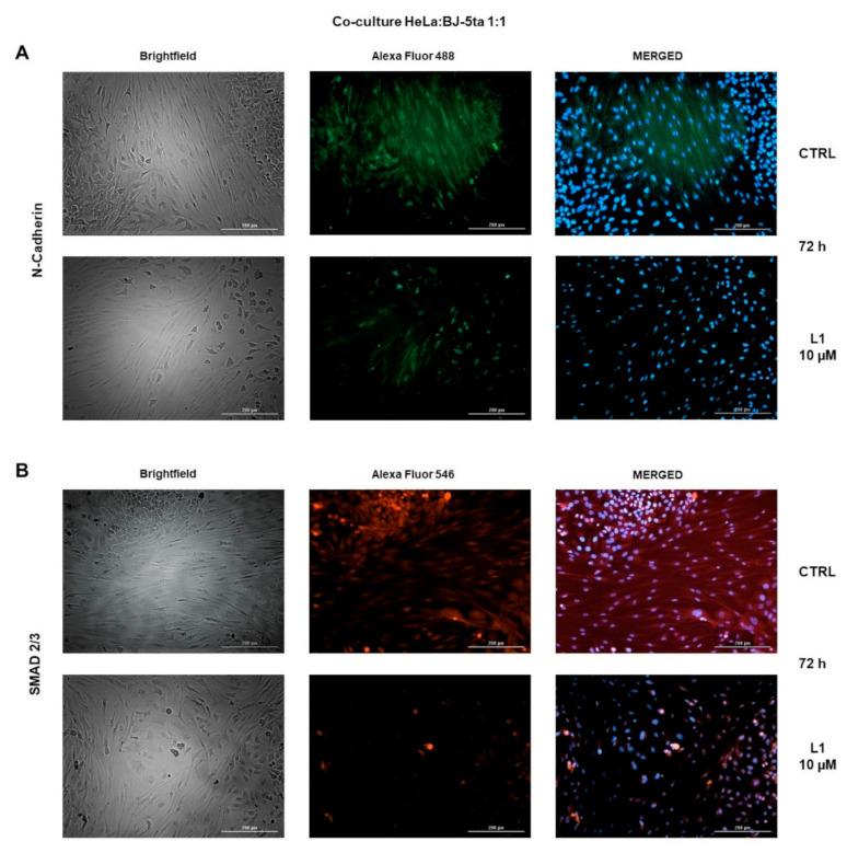 https://cdn.ncbi.nlm.nih.gov/pmc/blobs/137b/7961543/8437d672500b/molecules-26-01356-g012.jpg