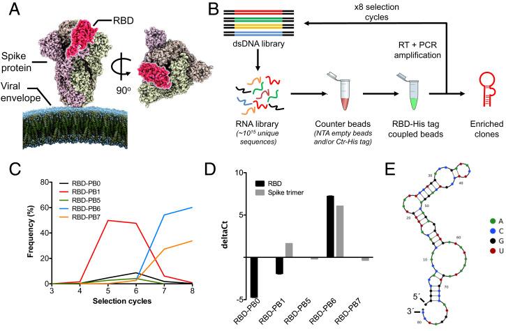 https://cdn.ncbi.nlm.nih.gov/pmc/blobs/1390/8685691/af7b783f08e0/pnas.202112942fig01.jpg