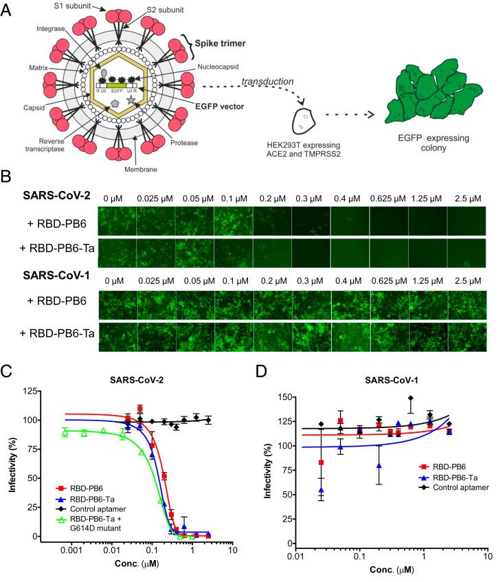 https://cdn.ncbi.nlm.nih.gov/pmc/blobs/1390/8685691/b1fb9770542f/pnas.202112942fig03.jpg