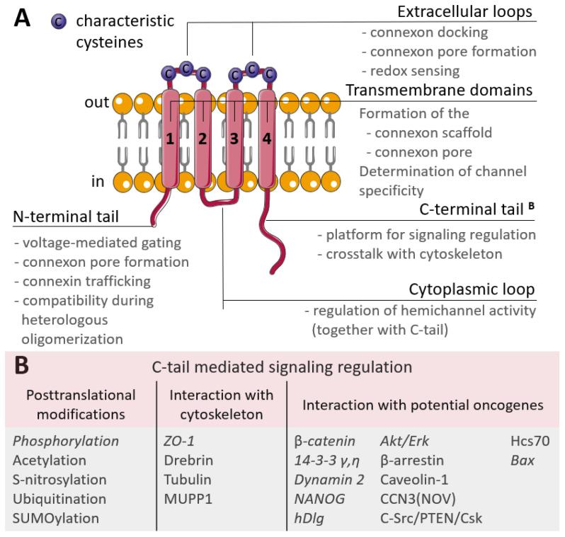 https://cdn.ncbi.nlm.nih.gov/pmc/blobs/13bf/9953436/40b2038ee812/biology-12-00204-g001.jpg